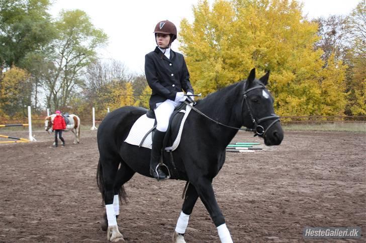 Anden særlig race Black (: (har redet) - dressur på black du var så smuk prinsesse (:  billede 15