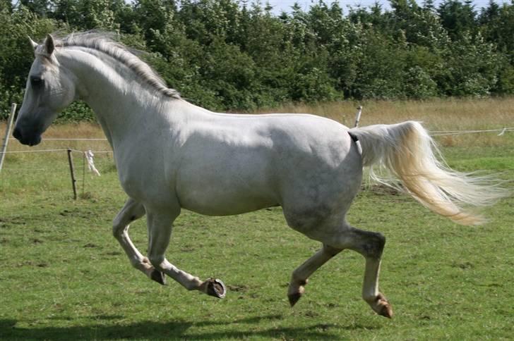 Anden særlig race  Bayul (the King) billede 20