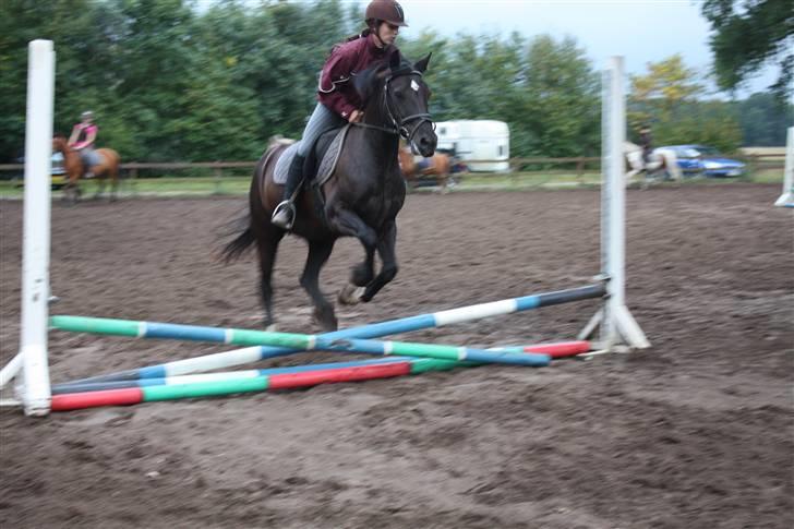 Anden særlig race Black (: (har redet) - spring på black (: elsker dig prinsesse <3 billede 18