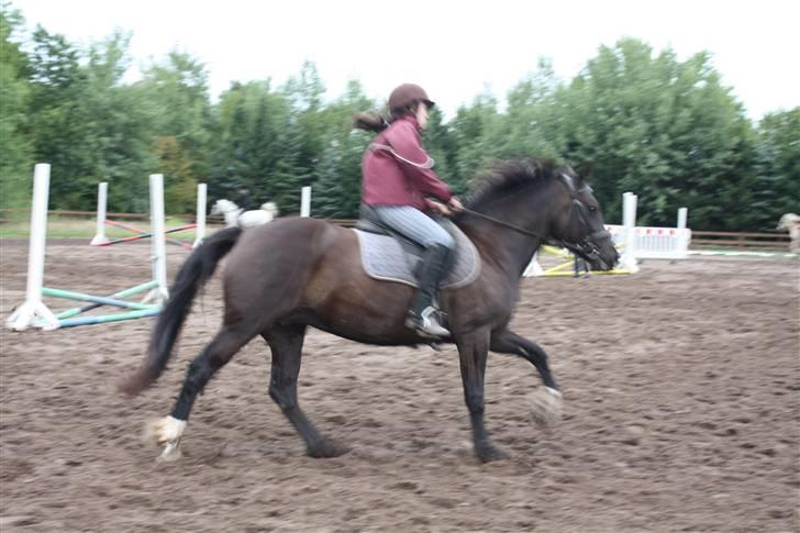 Anden særlig race Black (: (har redet) - fuld fart fremad (:  billede 19