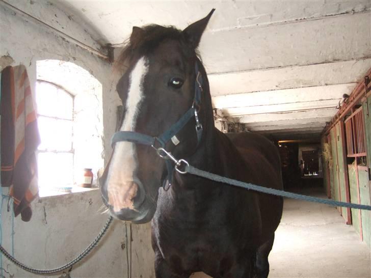 Anden særlig race Kastor<3 R.I.P † - Ikke så fotogen på dette billede men alligevel. billede 5