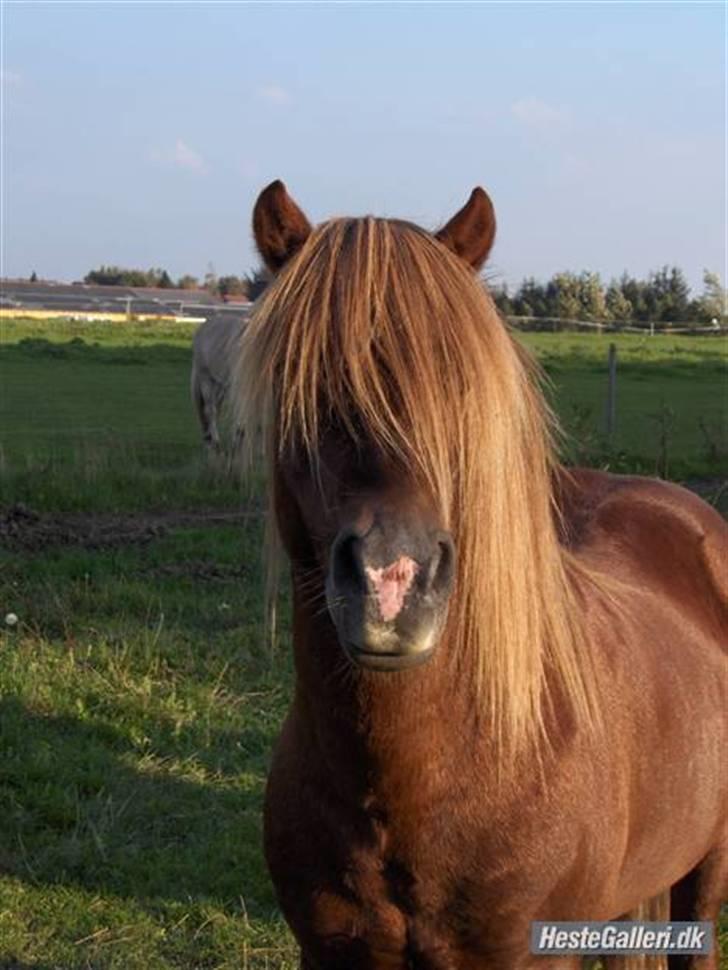 Anden særlig race SIGUR Stjerne ponyen - lækker pony  billede 6