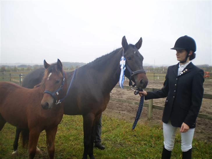 New Forest VOGNMANDGÅRDENS SHANTI  † - shanti og shamai (nr 2 til 4 års championater) billede 11