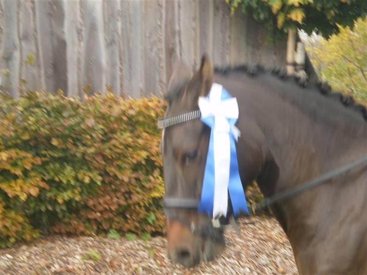 New Forest VOGNMANDGÅRDENS SHANTI  † - lidt sur:) billede 12