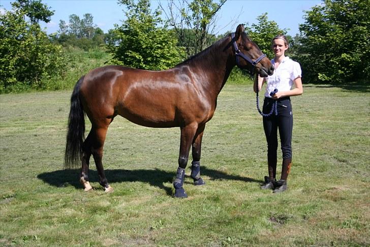 New Forest VOGNMANDGÅRDENS SHANTI  † - 4 års championater billede 13