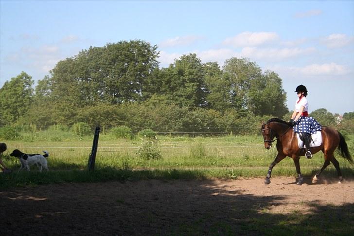 New Forest VOGNMANDGÅRDENS SHANTI  † billede 14