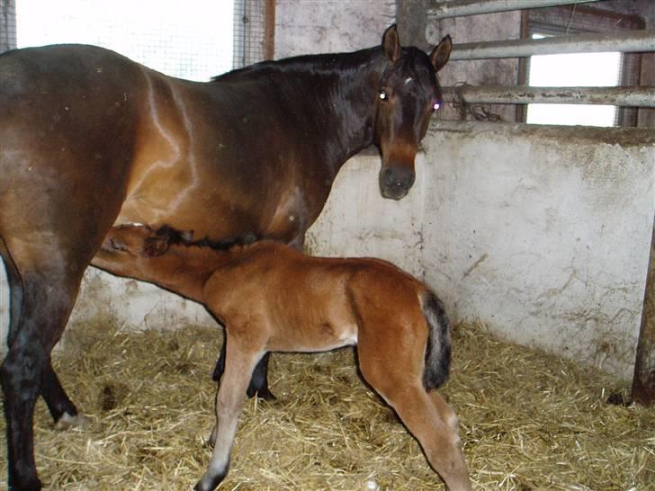 New Forest VOGNMANDGÅRDENS SHANTI  † billede 15