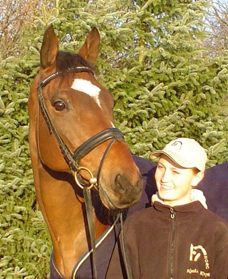 Trakehner Don Philidor **RIP** billede 1