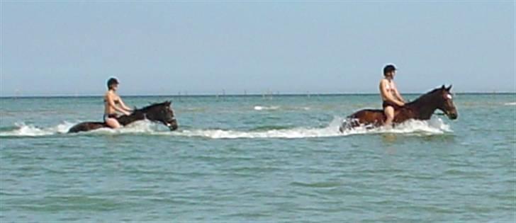 Trakehner Don Philidor **RIP** billede 2