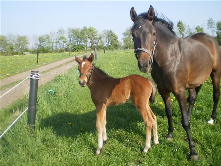 New Forest VOGNMANDGÅRDENS SHANTI  † billede 17