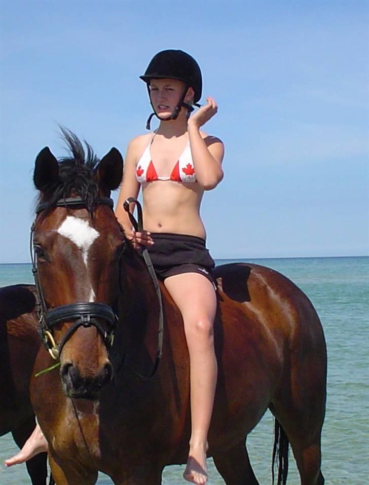 Trakehner Don Philidor **RIP** billede 3