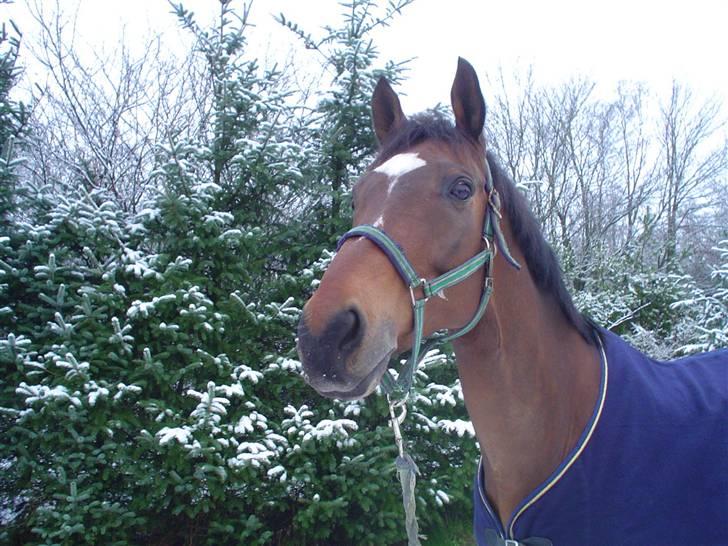 Trakehner Don Philidor **RIP** billede 4