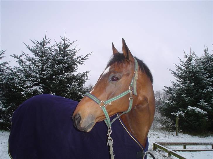 Trakehner Don Philidor **RIP** billede 5