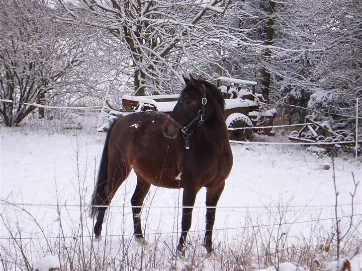 New Forest VOGNMANDGÅRDENS SHANTI  † - sidste år billede 18