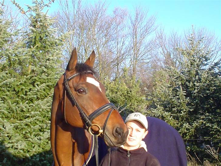 Trakehner Don Philidor **RIP** billede 6