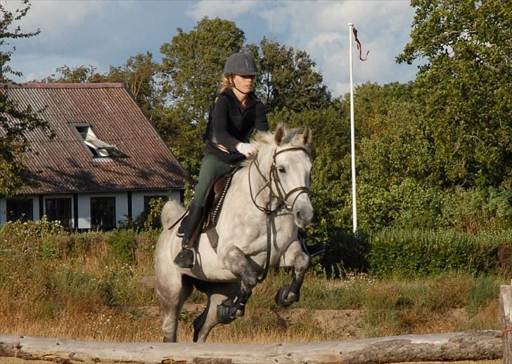 Shagya Araber (SH) Silke Mellemgård  B-Pony - 4* terræn-træning på Tøsen<33:b billede 4