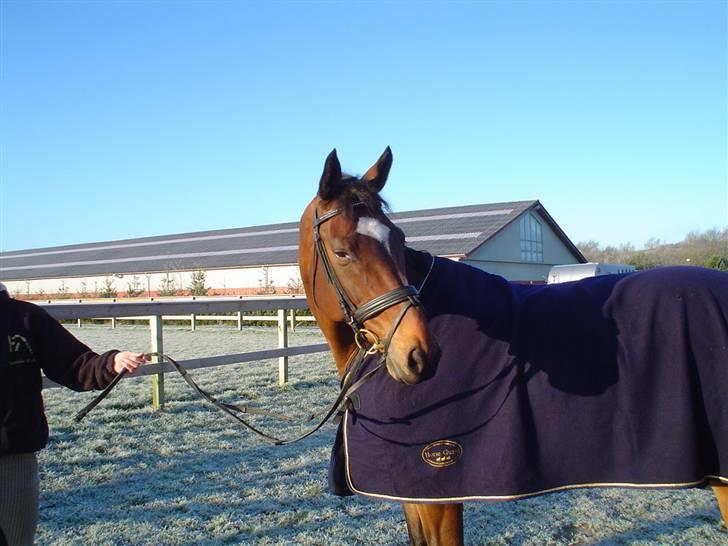 Trakehner Don Philidor **RIP** billede 7