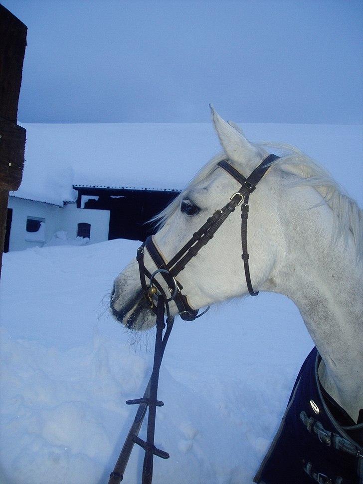 Shagya Araber (SH) Silke Mellemgård  B-Pony - 5* NYT: d.30 dec. Silke har lige været på tur i sneen<33 Love you<33 Bornholm sne kaos 2010 billede 5