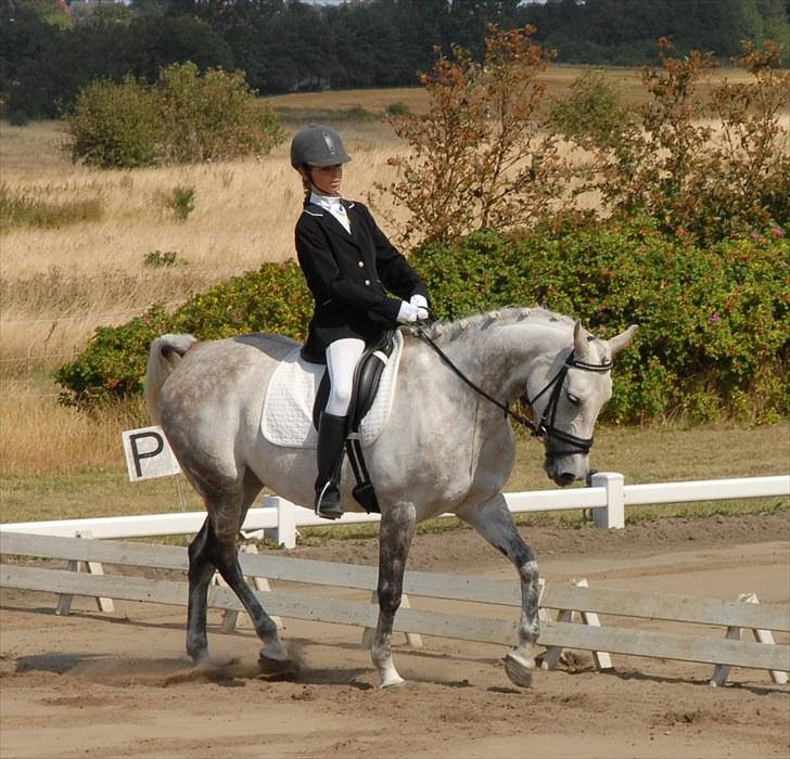 Shagya Araber (SH) Silke Mellemgård  B-Pony - 6* Vores første stævne + en 1. plads :D -Du var den bedste<33 billede 6