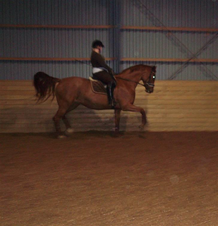 Dansk Varmblod Penelope RDH - 2. første gang hun bliver samlet lidt i traven billede 2