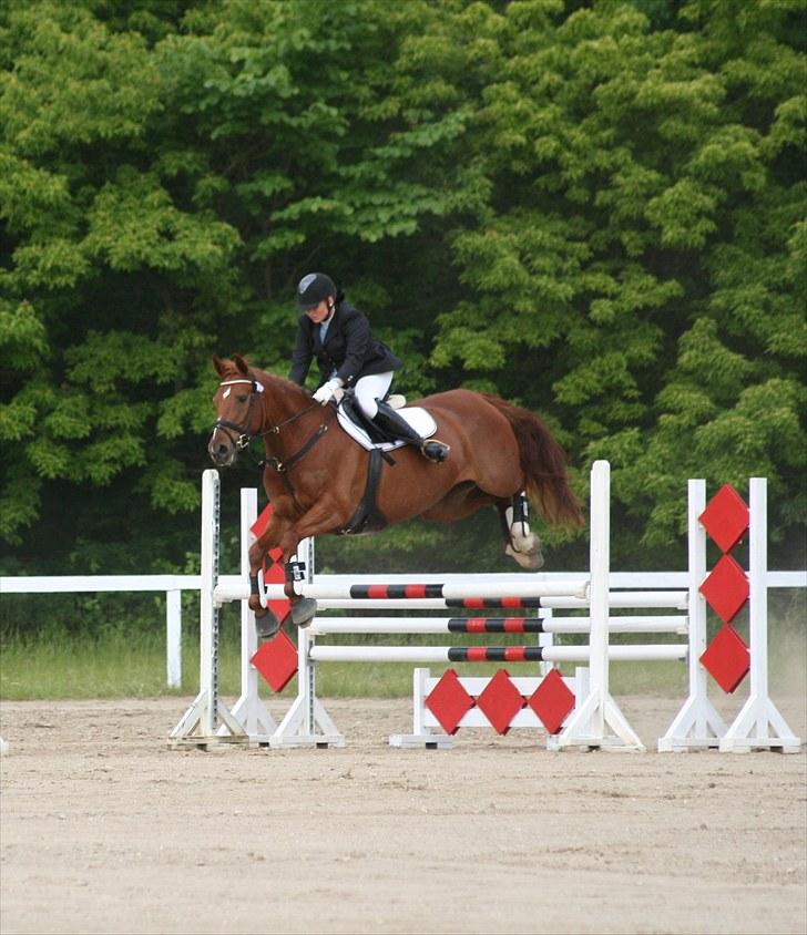 Dansk Varmblod Penelope RDH - 6. første stævne  billede 6