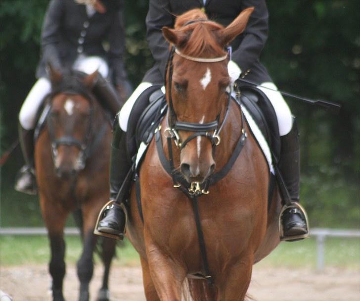 Dansk Varmblod Penelope RDH - 7. stævne nvr billede 7