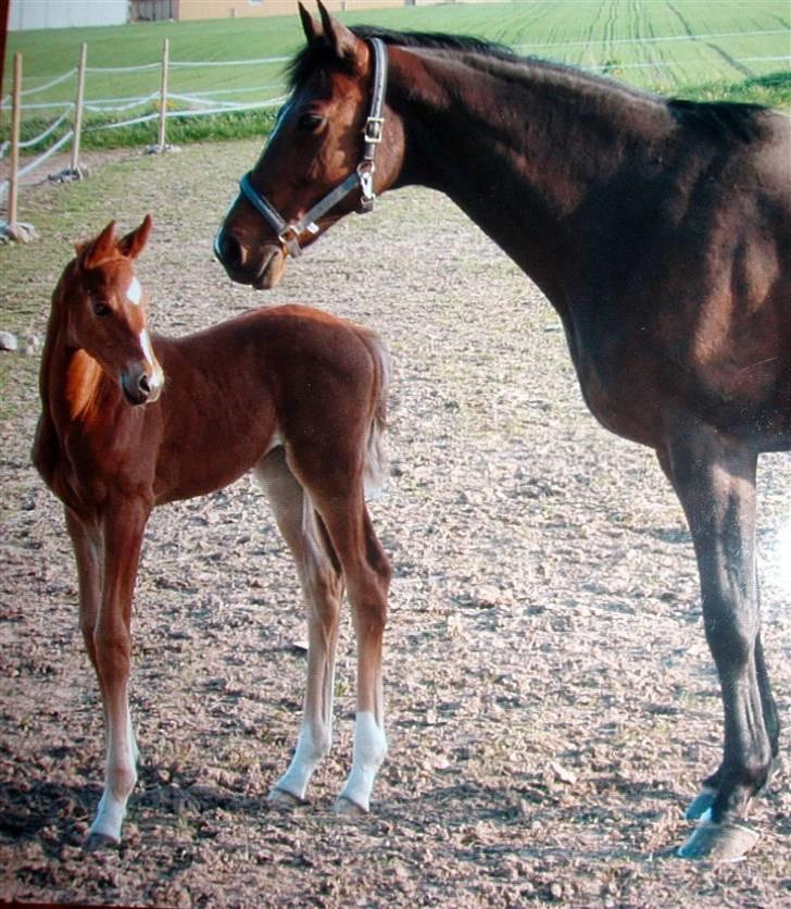 Dansk Varmblod Penelope RDH - 10. her var hun kun 2 dage gl. sammen med sin mor picco. billede 10