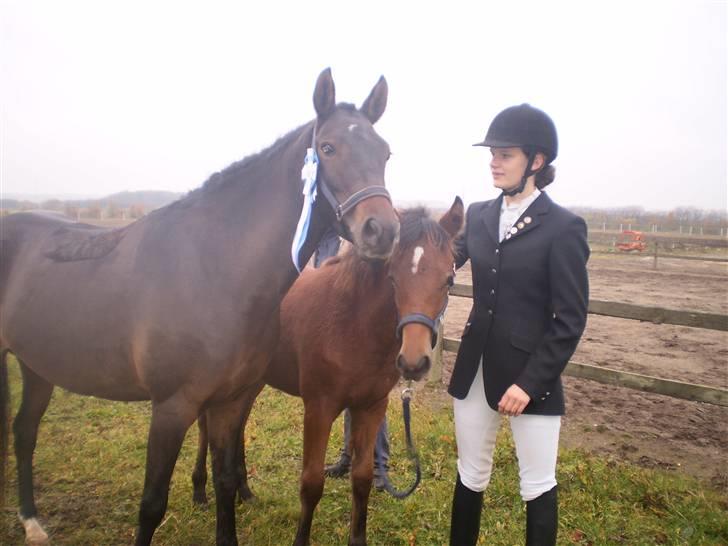 New Forest Røllikehus Shamai billede 16