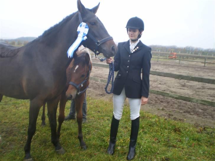 New Forest Røllikehus Shamai billede 17