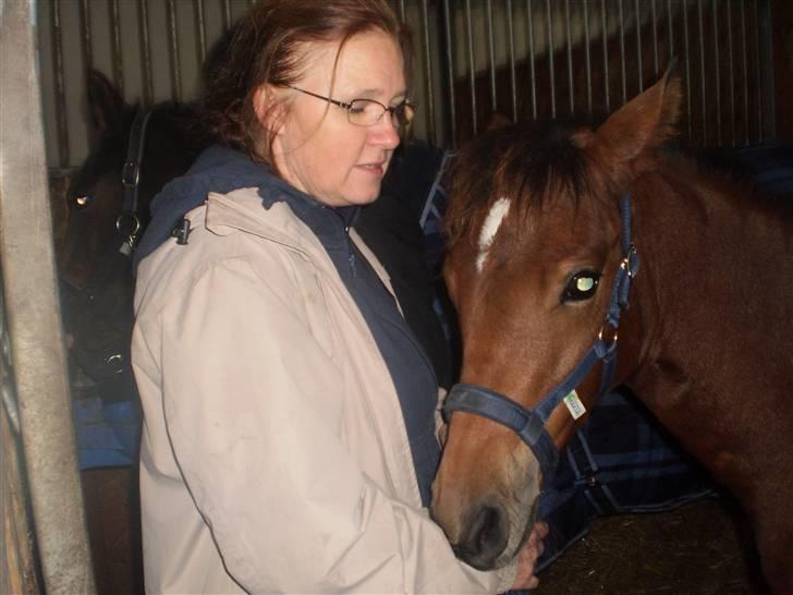 New Forest Røllikehus Shamai billede 18