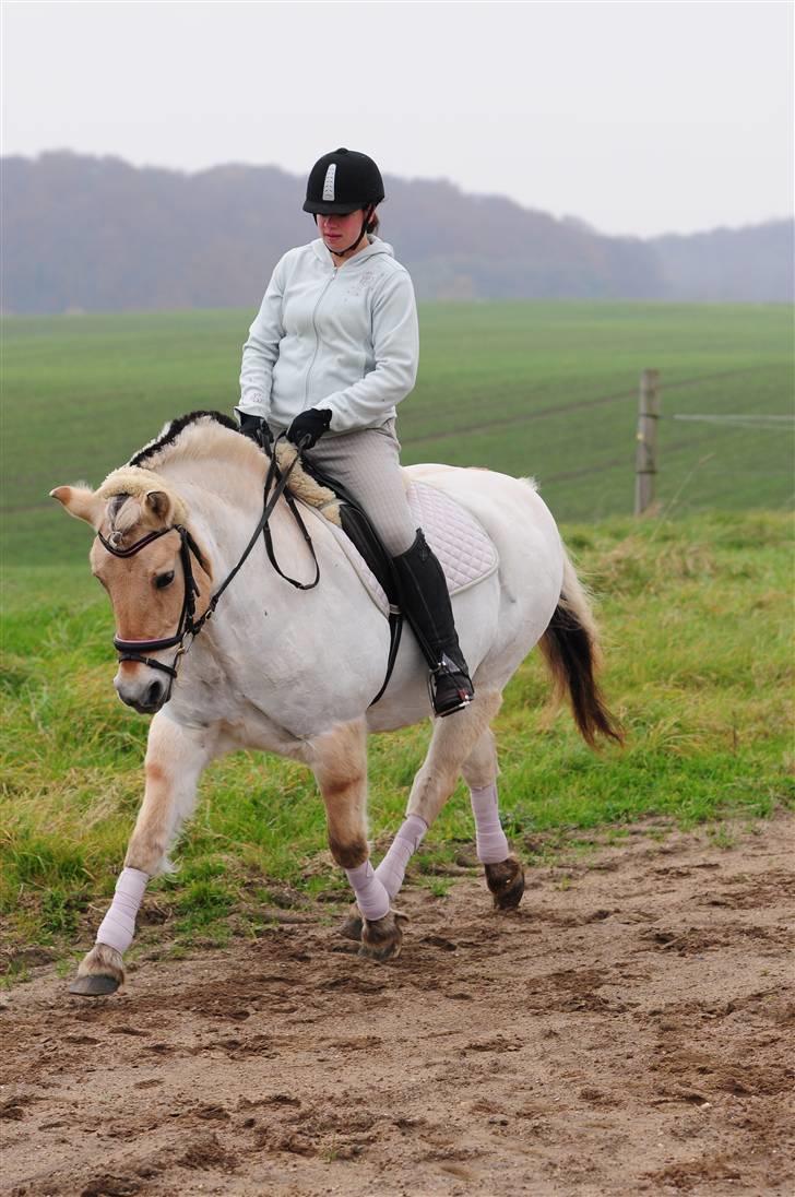 Fjordhest Rosendals Molly - Kevin på lige på besøg med sit overlækkere kamera! 1 november, kig evt forbi album! (Rytter er 33 kg lettere på billedet) billede 17