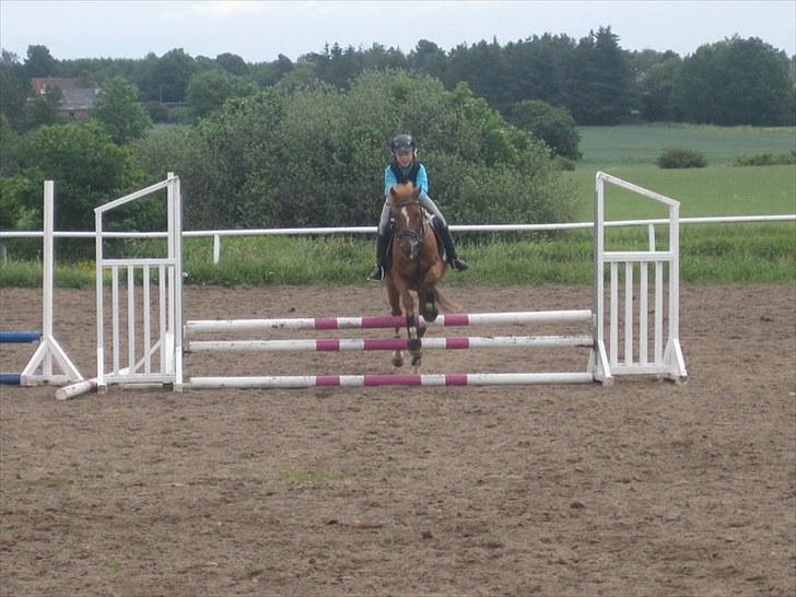 Anden særlig race Moon-Star - Ridelejr 2010 90cm. bane :D billede 3