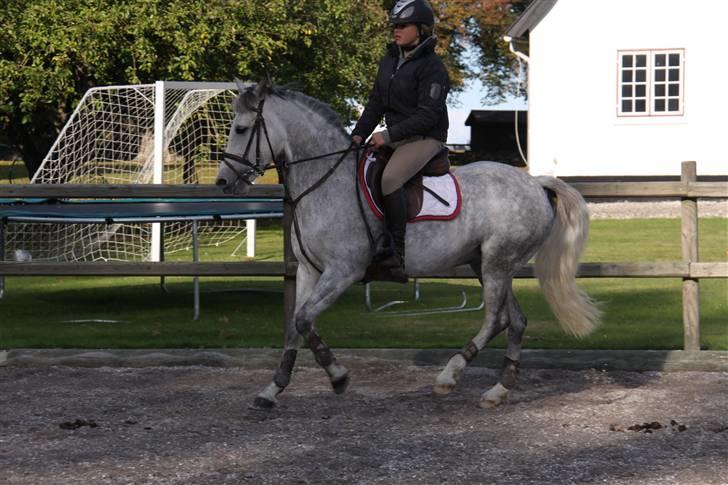 Svensk Sportspony  Miss Pringles billede 3