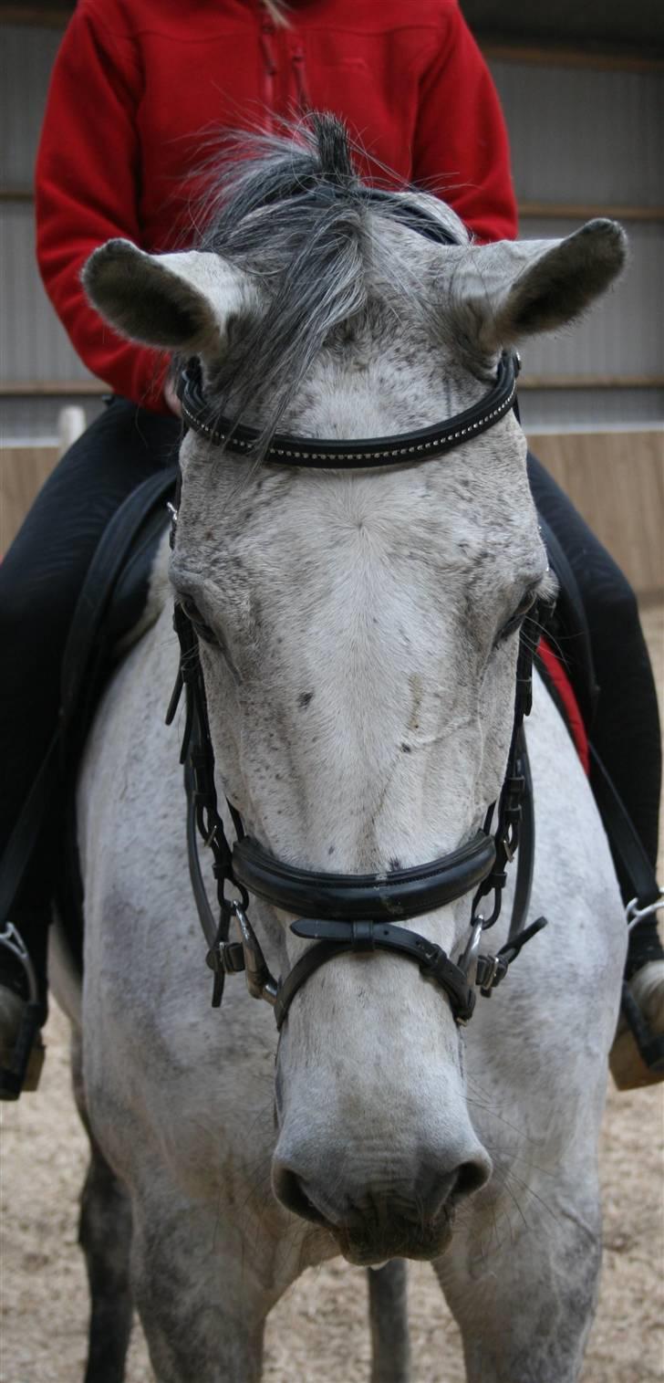 Holstener Roxette - solgt. - Nuué (; Foto: Michala Bisballe. billede 3