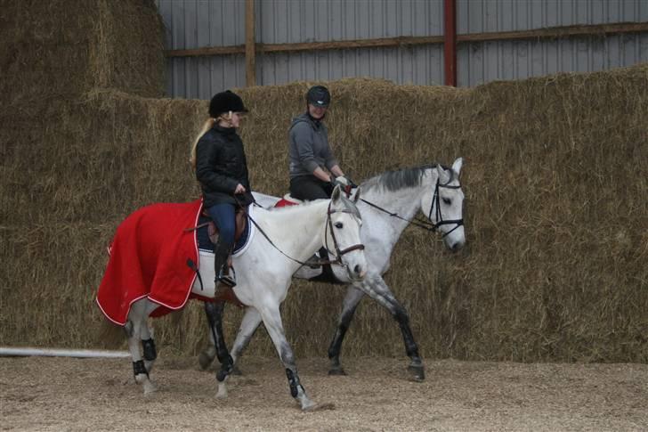 Holstener Roxette - solgt. - Skridter varm, med anee og loretta (: Foto: Michala Bisballe. billede 4