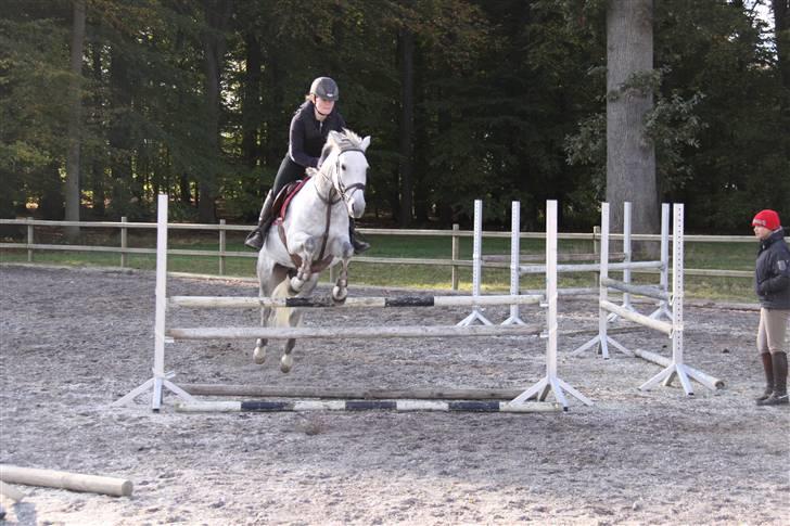 Svensk Sportspony  Miss Pringles billede 4