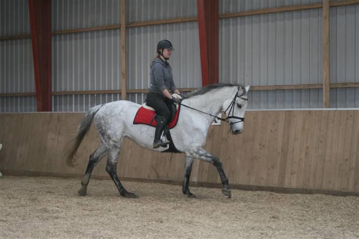 Holstener Roxette - solgt. - Traver af. Foto: Michala Bisballe. billede 5