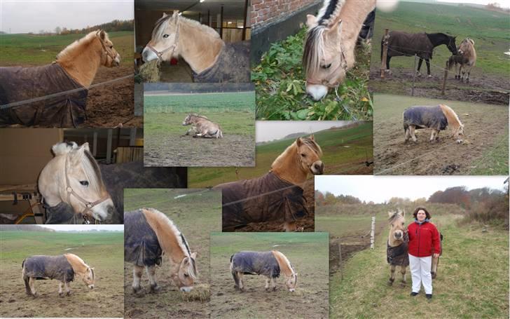 Fjordhest Jackson, solgt  - en lille collage med Jackson d. 01/11-09 billede 18