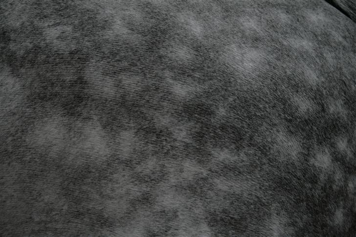 Holstener Roxette - solgt. - Sikke en lækker farve! o: Foto: Michala Bisballe. billede 6