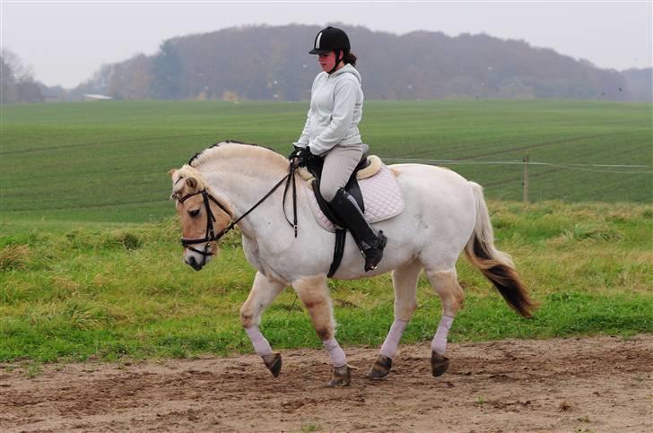 Fjordhest Rosendals Molly - Kevin på lige på besøg med sit overlækkere kamera! 1 november, kig evt forbi album! (Rytter er 33 kg lettere på billedet) billede 20