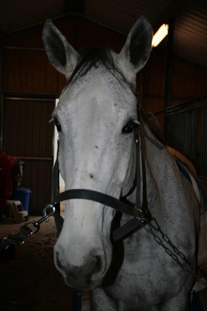 Holstener Roxette - solgt. - på staldgangen (o: Foto: Michala Bisballe. billede 7