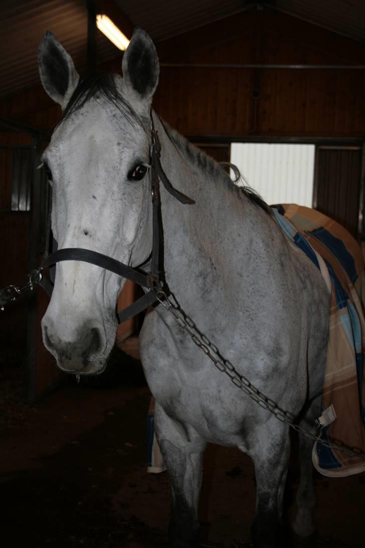 Holstener Roxette - solgt. - Jeg elsker dig! <3 Foto: Michala Bisballe. billede 8