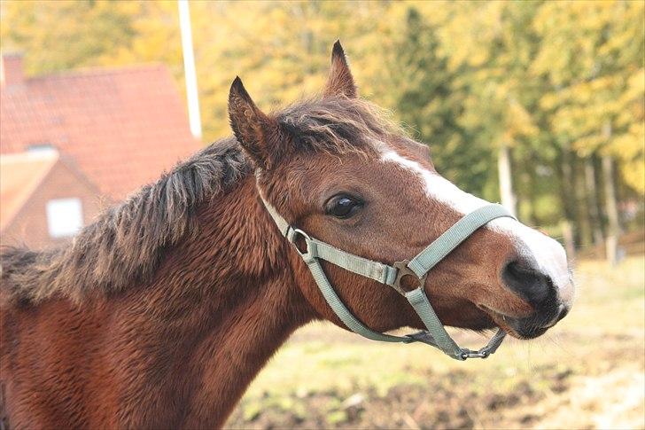 Anden særlig race Lady Dee - Velkommen til min fantastiske pownies profil! :D <3 - Pony laver sit madface! 8D billede 1