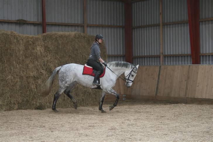 Holstener Roxette - solgt. - Du betyder allerede så meget. Foto: Michala Bisballe. billede 9