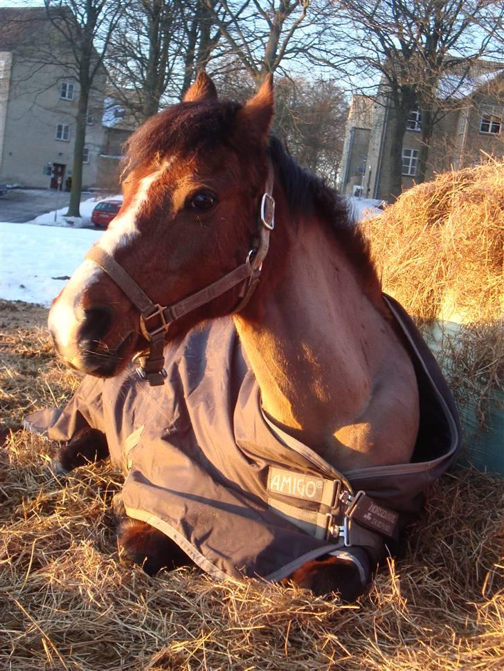 Anden særlig race Lady Dee - Pony ligger ned på folden.. <3 - Vinter 2010 billede 3