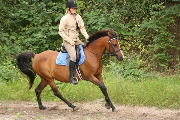 Anden særlig race Lady Dee - Lady ville være den perfekte westernhest! Har ses hun i galop med énhånds tøjleføring :-D - Sommeren 2010 billede 6