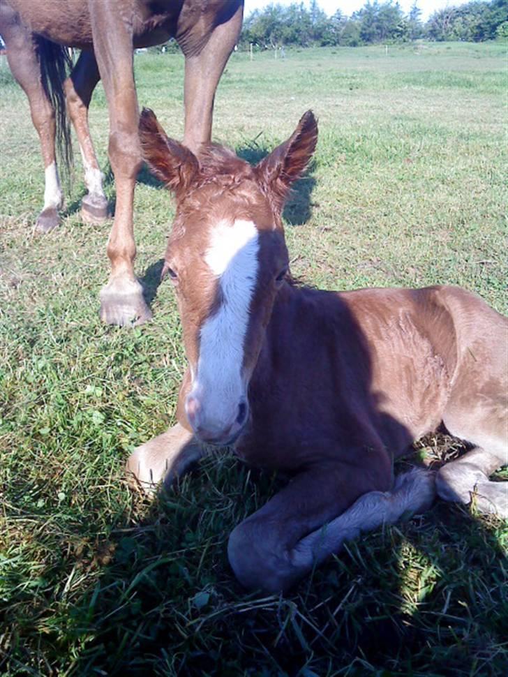 Anden særlig race Maysess[Tidl.Hest] - 2009 billede 3