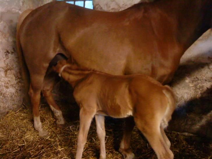 Anden særlig race Maysess[Tidl.Hest] - 2009 billede 4