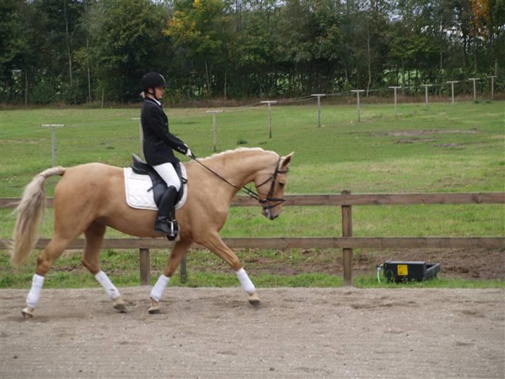 Palomino Chess Stauslykke. - Stævne på Stauslykke 2009 billede 12