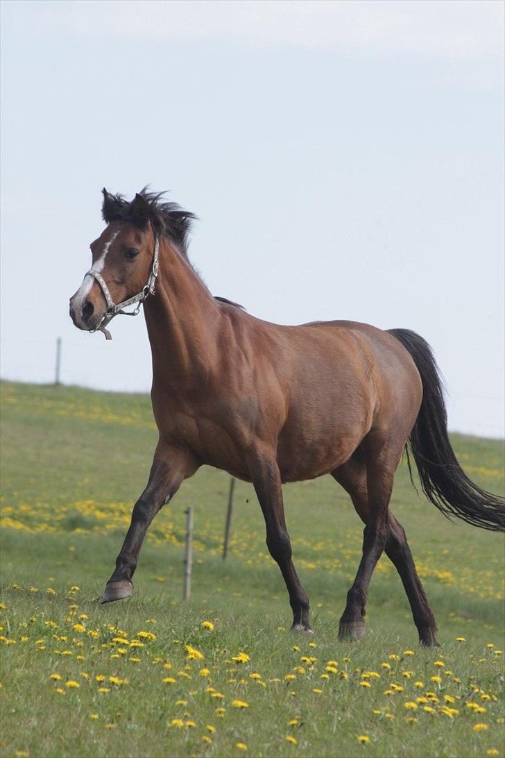 Anden særlig race Lady Dee - Smukkeste powni <3 - Sommer 2011 billede 8